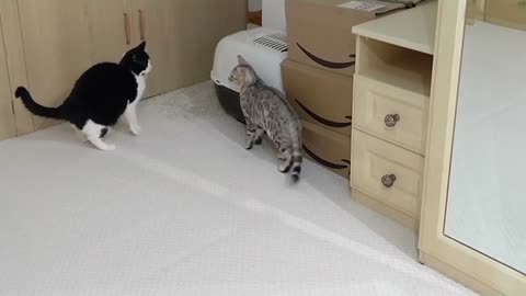 Bengal Kittens Vs Older Cats