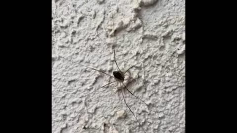 Nature and insect: Spider, still but alive, even if provoked