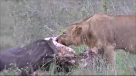 An awesome event: Lions shared the buffalo kill