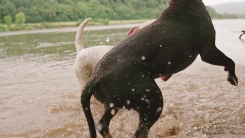 Two lovely dogs playing in the river water