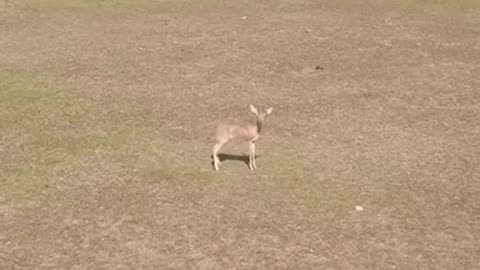 Steenbok ... a little buck in Africa #shorts #wildlife #animals #limpopo