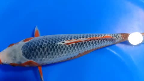 Koi fish Asagi Good Quality