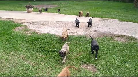 Pursuit of Brazilian Fila Puppies