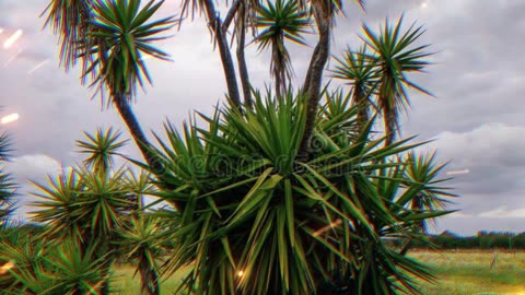 Yucca Plants