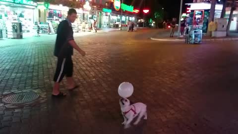 Cute French Bulldog Puppy Loves to play with balloons