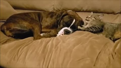 Kitten Licking Boxer Dog