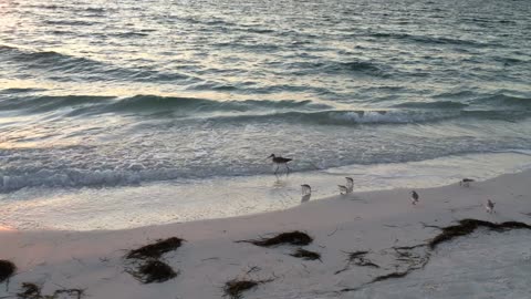 Gulf Shorebirds