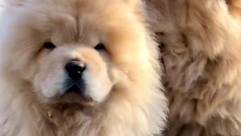 Chow Chow cute puppy