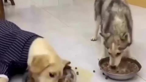 Husky and Labrador eating food funny videos ||