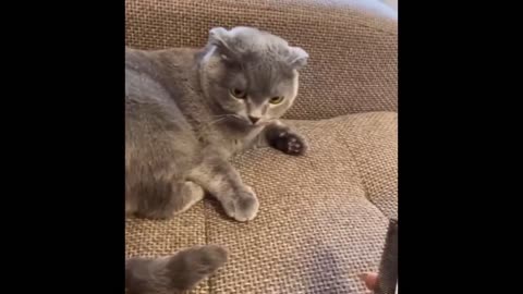 funny pets,cute cats,funny animals videos,funny cats videos,funny pets