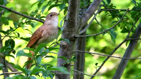 singing nightingle. The best bird song