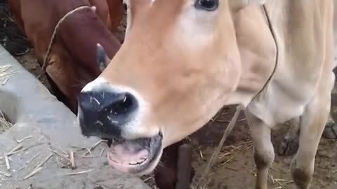 creazy sound of cow