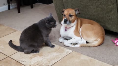 6 Fascinating Reasons People Like Cat and Dog Fight