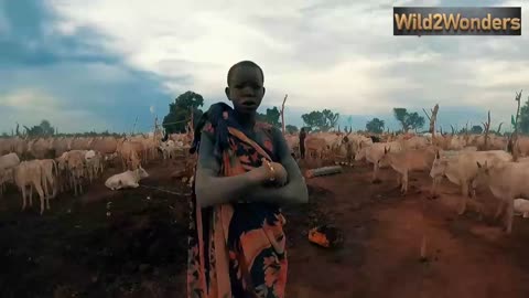 The Mundari Tribe's Use of Cow Urine: A Deeply Rooted Tradition with Health and Spiritual Benefits