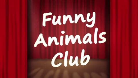 FUNNY ANIMALS VEDIO