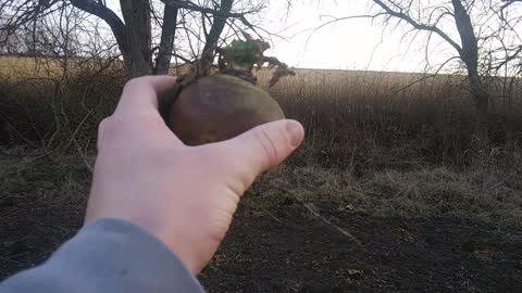 Turnips In Food Plot Late Season