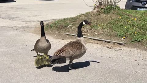 Canada goose vs hawk