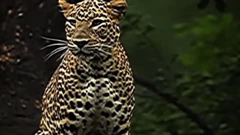 Did the leopard just get up from the water? It's throwing water from its body