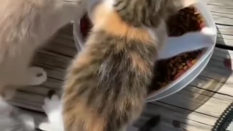 catzclaws Don't touch ma food...😾💕 Cats lover, animal lovers| kidsvibeTV