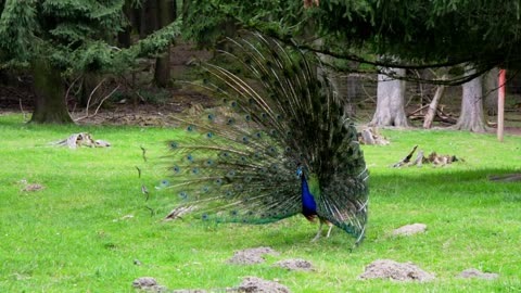 Male Peacock Displaying His Eye-Spotted Tail