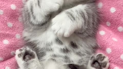 Cute cat playing