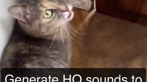 Sounds that attracts cats