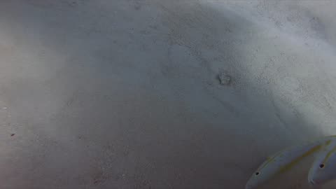 Tiger Shark Bites Camera