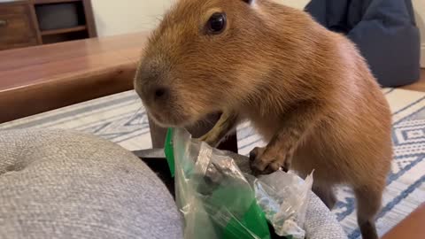 Capybara vs Piglet (Quandale Dingle Dies)3