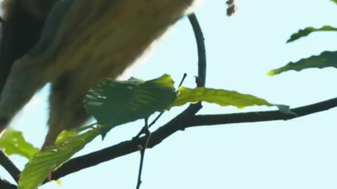 Wheeee 🐿 Flying squirrels' loose skin acts like a hang glider #squirrel #animals