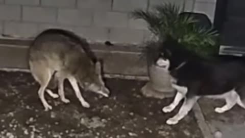 Coyote vs. House Dog: Epic Yard Standoff! 🐾🐕🦊