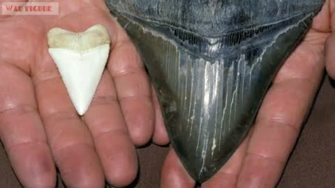 Megalodon shark