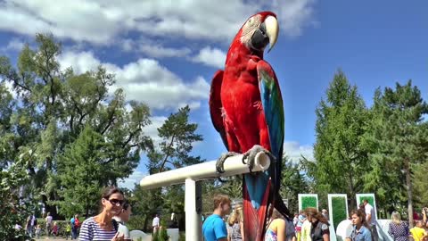 One of the most beautiful parrots in the world😻❤