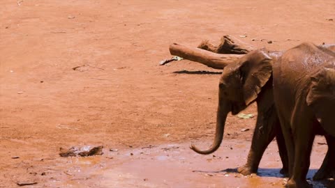 african elephant calves playing in the mud