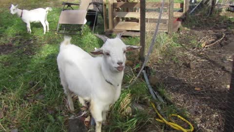 Flock it Farm: instant regret, goat smells pee