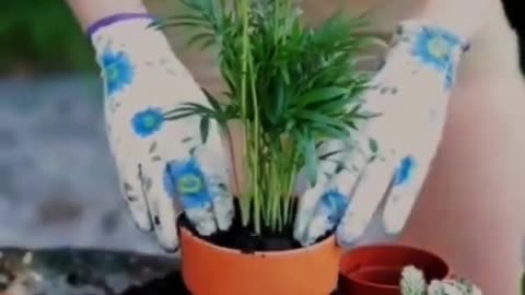 How to re-pot Areca Palm Plants Buy Areca Palm Plants Online Plant A Leaf #shorts #plantaleaf