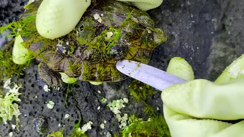 Sea turtle become kings of prey after removing millions of sea creatures and barnacles on shell1