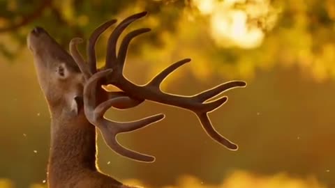 Red deer eat oak leaves in the sunset