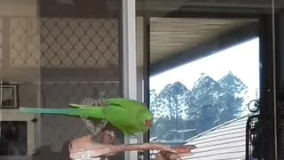 Parrot with hidden talent