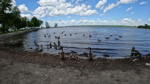 🌹 Britannia Park In Ottawa 🐢