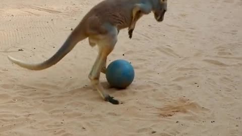 Kangaroo Captures His Ball with Unique Strategy!