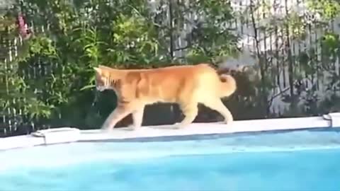 Cats Vs Water