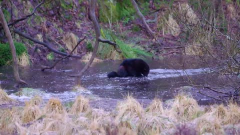 Alaska 4k Relaxation Film . Wildlife landscape natural sound