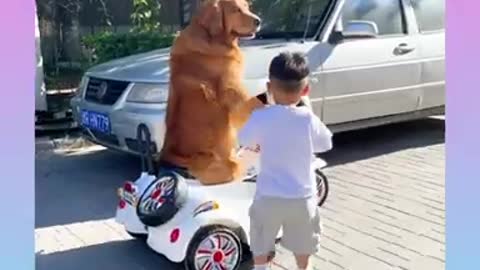 Funny dogs video😀😀