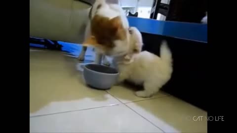 Funny Cats VS Dogs