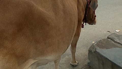 Cow Video | Street Cow