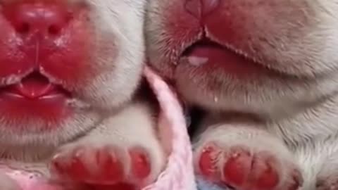 cute dogs barking