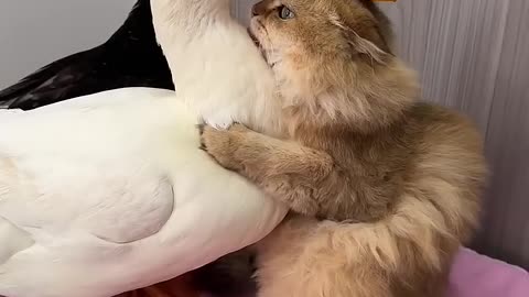 The Cat and the Duck