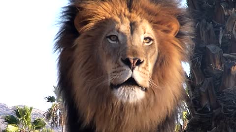 Amazing Lion Roar up close!