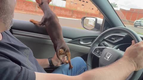 This Miniature Pinscher Really Doesn't Like Motorcycles