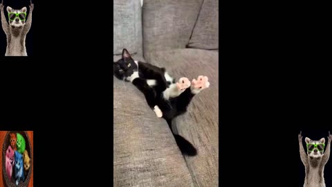 Funny Animal Cats and Dogs Cute Videos